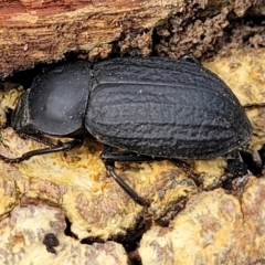 Byallius sp. (genus) (Byallius darkling beetle) at Merriangaah, NSW - 27 Sep 2023 by trevorpreston