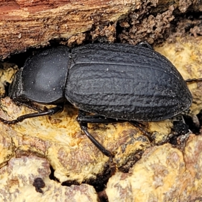 Byallius sp. (genus) (Byallius darkling beetle) at Merriangaah, NSW - 27 Sep 2023 by trevorpreston