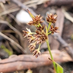 Luzula flaccida (Pale Woodrush) at Merriangaah, NSW - 27 Sep 2023 by trevorpreston