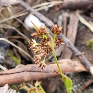 Luzula flaccida at Merriangaah, NSW - 27 Sep 2023