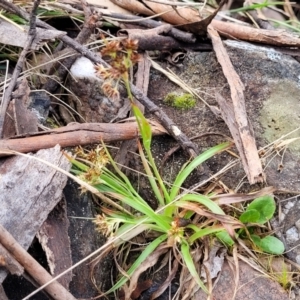 Luzula flaccida at Merriangaah, NSW - 27 Sep 2023