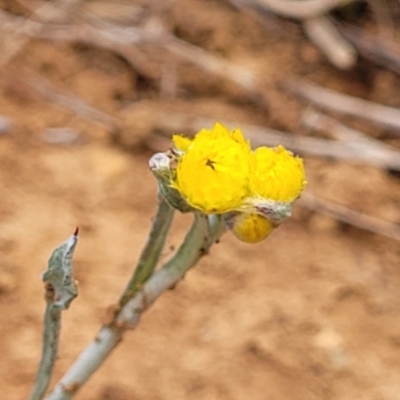 Chrysocephalum apiculatum (Common Everlasting) at Meringo Nature Reserve - 27 Sep 2023 by trevorpreston