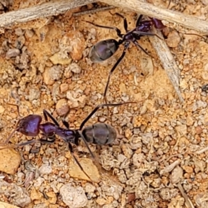 Iridomyrmex sp. (genus) at Merriangaah, NSW - 27 Sep 2023