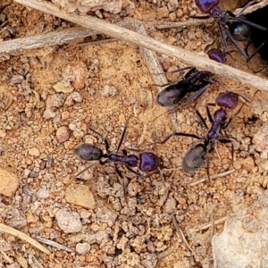 Iridomyrmex sp. (genus) at Merriangaah, NSW - 27 Sep 2023