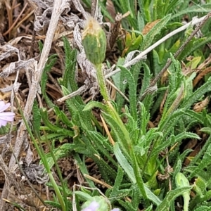 Vittadinia muelleri at Merriangaah, NSW - 27 Sep 2023