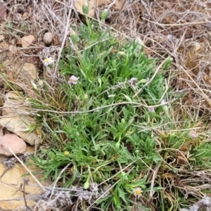 Vittadinia muelleri at Merriangaah, NSW - 27 Sep 2023