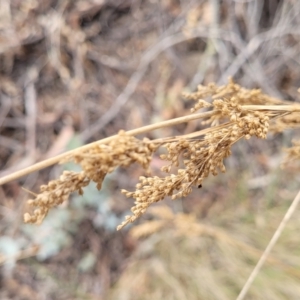 Juncus sp. at Merriangaah, NSW - 27 Sep 2023