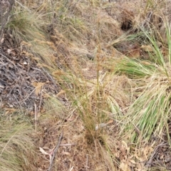 Juncus sp. at Merriangaah, NSW - 27 Sep 2023 11:24 AM