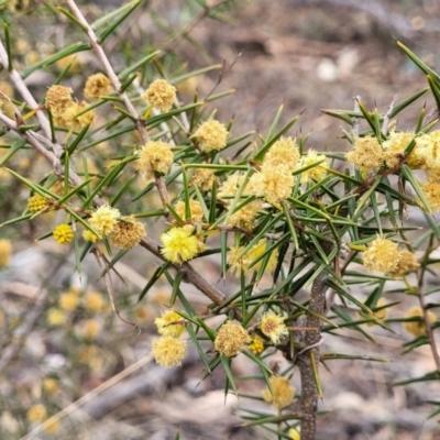 Acacia ulicifolia (Prickly Moses) at Meringo Nature Reserve - 27 Sep 2023 by trevorpreston