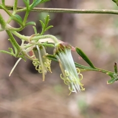 Clematis leptophylla (Small-leaf Clematis, Old Man's Beard) at Meringo Nature Reserve - 27 Sep 2023 by trevorpreston