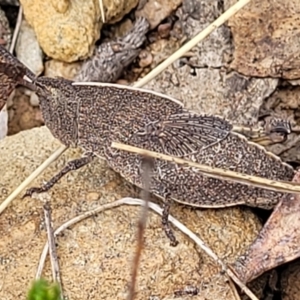 Goniaea australasiae at Merriangaah, NSW - 27 Sep 2023 11:21 AM