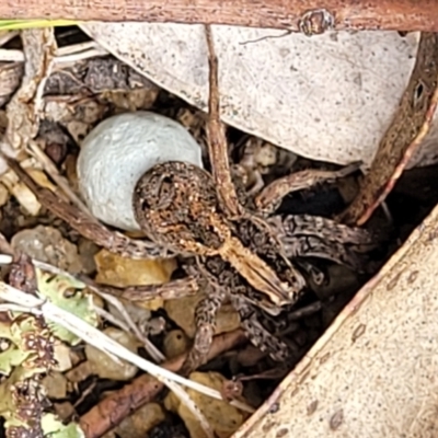 Venatrix sp. (genus) (Unidentified Venatrix wolf spider) at Merriangaah, NSW - 27 Sep 2023 by trevorpreston