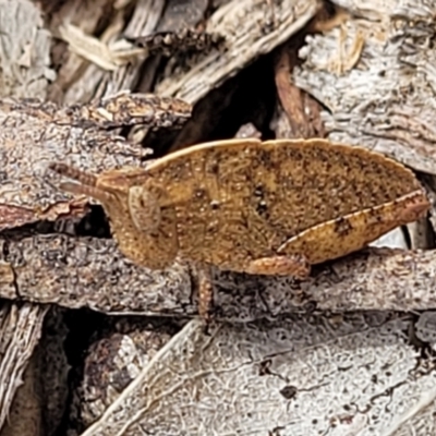 Goniaea australasiae (Gumleaf grasshopper) at Merriangaah, NSW - 27 Sep 2023 by trevorpreston