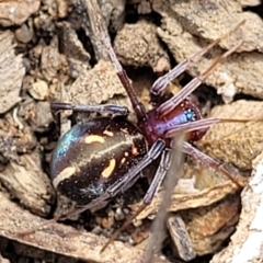 Habronestes bradleyi (Bradley's Ant-Eating Spider) at Meringo Nature Reserve - 27 Sep 2023 by trevorpreston