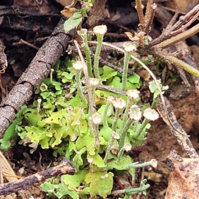 Cladonia sp. (genus) (Cup Lichen) at Merriangaah, NSW - 27 Sep 2023 by trevorpreston