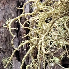 Usnea sp. (genus) (Bearded lichen) at Meringo Nature Reserve - 27 Sep 2023 by trevorpreston