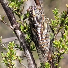 Chelapsalta puer (Cassinia Cicada) at Meringo Nature Reserve - 27 Sep 2023 by trevorpreston