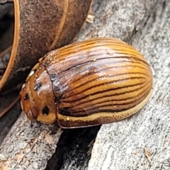 Paropsisterna intacta (Eucalyptus Leaf Beetle) at Meringo Nature Reserve - 27 Sep 2023 by trevorpreston