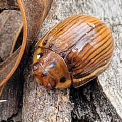 Paropsisterna intacta at Merriangaah, NSW - 27 Sep 2023