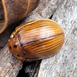 Paropsisterna intacta at Merriangaah, NSW - 27 Sep 2023