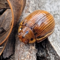 Paropsisterna intacta at Merriangaah, NSW - 27 Sep 2023