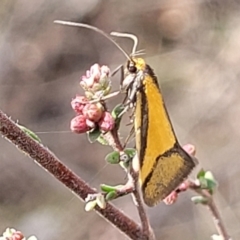 Philobota undescribed species near arabella (A concealer moth) at Meringo Nature Reserve - 27 Sep 2023 by trevorpreston