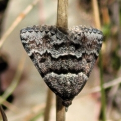 Dichromodes ainaria (A geometer or looper moth) at Meringo Nature Reserve - 27 Sep 2023 by trevorpreston