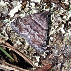 Dichromodes ainaria (A geometer or looper moth) at Meringo Nature Reserve - 27 Sep 2023 by trevorpreston