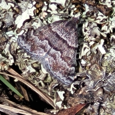 Dichromodes ainaria (A geometer or looper moth) at Meringo Nature Reserve - 27 Sep 2023 by trevorpreston