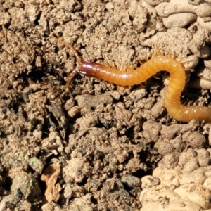 Geophilomorpha sp. (order) at Merriangaah, NSW - 27 Sep 2023