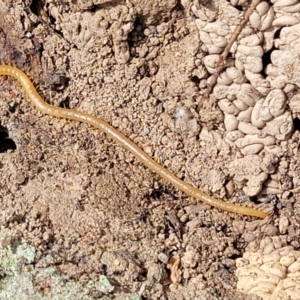 Geophilomorpha sp. (order) at Merriangaah, NSW - 27 Sep 2023