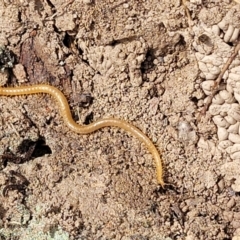 Geophilomorpha sp. (order) at Merriangaah, NSW - 27 Sep 2023