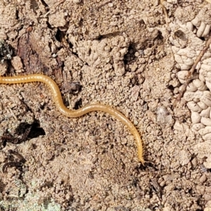 Geophilomorpha sp. (order) at Merriangaah, NSW - 27 Sep 2023