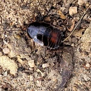 Blattidae sp. (family) at Meringo Nature Reserve - 27 Sep 2023