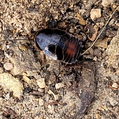 Blattidae sp. (family) (Unidentified blattid cockroach) at Meringo Nature Reserve - 27 Sep 2023 by trevorpreston