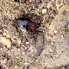 Blattidae sp. (family) at Meringo Nature Reserve - 27 Sep 2023