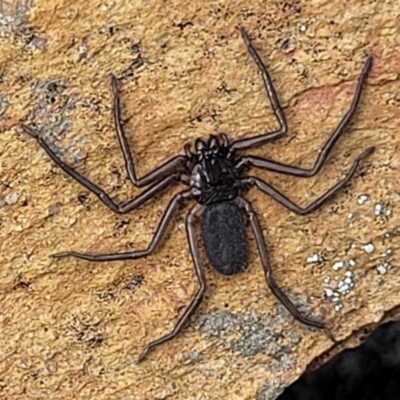 Trachycosmidae (family) (Flat spiders) at Meringo Nature Reserve - 27 Sep 2023 by trevorpreston