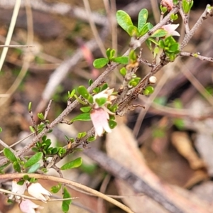 Cryptandra amara at Merriangaah, NSW - 27 Sep 2023 10:47 AM