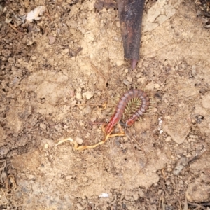 Cormocephalus aurantiipes at Merriangaah, NSW - 27 Sep 2023