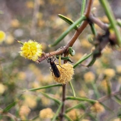 Asilidae sp. (family) at Meringo Nature Reserve - 27 Sep 2023 by trevorpreston