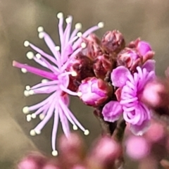 Kunzea parvifolia (Violet Kunzea) at Merriangaah, NSW - 27 Sep 2023 by trevorpreston