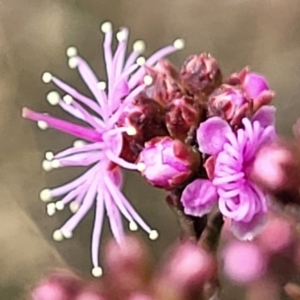 Kunzea parvifolia at Merriangaah, NSW - 27 Sep 2023 10:44 AM