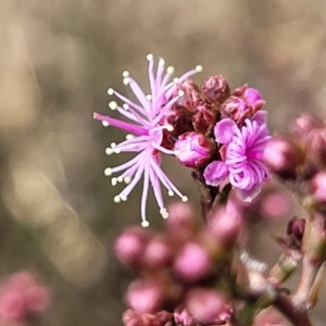 Kunzea parvifolia at Merriangaah, NSW - 27 Sep 2023