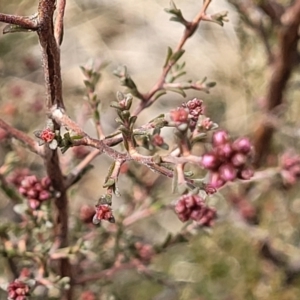 Kunzea parvifolia at Merriangaah, NSW - 27 Sep 2023