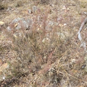 Kunzea parvifolia at Merriangaah, NSW - 27 Sep 2023 10:44 AM