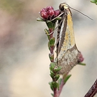Philobota undescribed species near arabella (A concealer moth) at Meringo Nature Reserve - 27 Sep 2023 by trevorpreston
