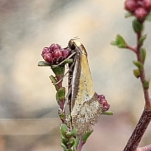 Philobota undescribed species near arabella at Merriangaah, NSW - 27 Sep 2023