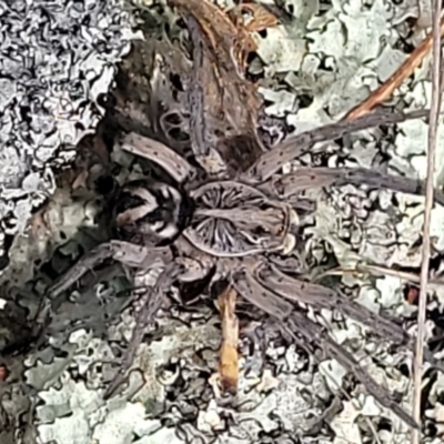 Tasmanicosa sp. (genus) (Unidentified Tasmanicosa wolf spider) at Meringo Nature Reserve - 27 Sep 2023 by trevorpreston