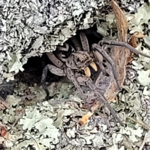 Tasmanicosa sp. (genus) at Merriangaah, NSW - 27 Sep 2023