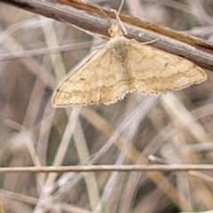 Scopula rubraria (Reddish Wave, Plantain Moth) at Merriangaah, NSW - 27 Sep 2023 by trevorpreston